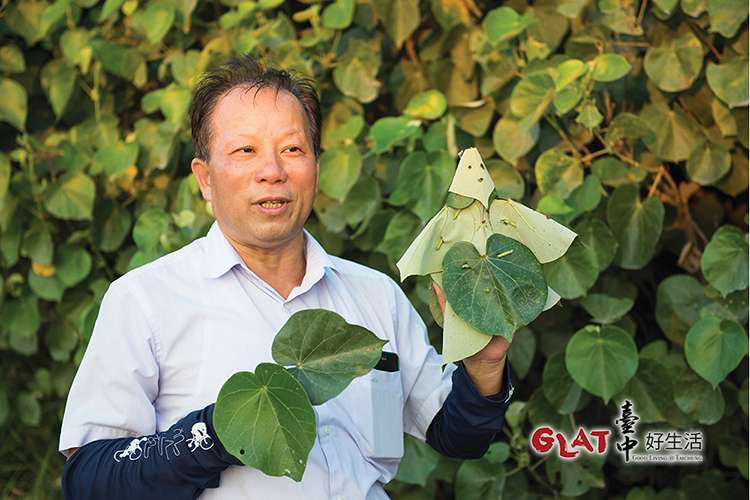 黃槿不僅保護村民免受風沙,過去葉子被用來作如廁用的衛生紙,老人家用來墊底蒸草仔粿,枝幹當材燒,可說貢獻良多。現在生態解說志工林明德用巧手把葉子化成布袋戲偶。(圖/台中好生活提供) 黃槿不僅保護村民免受風沙,過去葉子被用來作如廁用的衛生紙,老人家用來墊底蒸草仔粿,枝幹當材燒,可說貢獻良多。現在生態解說志工林明德用巧手把葉子化成布袋戲偶。(圖/台中好生活提供)