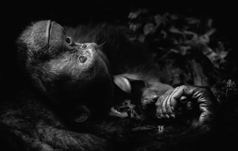 WPY「動物肖像」組別的得獎作品《沉思》(Contemplation)。(BBC中文網) WPY「動物肖像」組別的得獎作品《沉思》(Contemplation)。(BBC中文網)