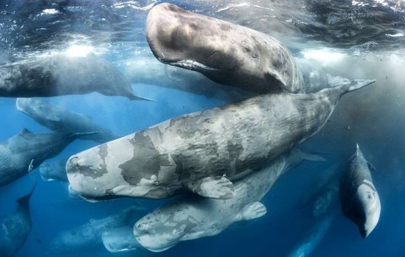 WPY「行為:哺乳類」組別冠軍《巨人的聚會》(The giant gathering)。(BBC中文網) WPY「行為:哺乳類」組別冠軍《巨人的聚會》(The giant gathering)。(BBC中文網)