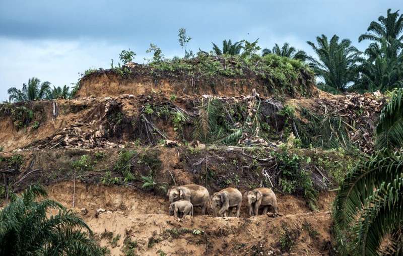 WPY「野生攝影記者：單幅」組別得獎作品題為《棕櫚油的倖存者》（Palm-oil survivors）。（BBC中文網）