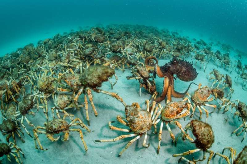 WPY「行為:無脊椎動物」組別冠軍《螃蟹帶來的驚喜》(Crab surprise)。(BBC中文網) WPY「行為:無脊椎動物」組別冠軍《螃蟹帶來的驚喜》(Crab surprise)。(BBC中文網)