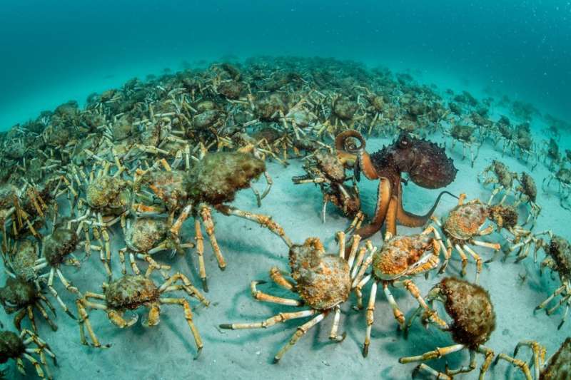 WPY「行為：無脊椎動物」組別冠軍《螃蟹帶來的驚喜》（Crab surprise）。（BBC中文網）