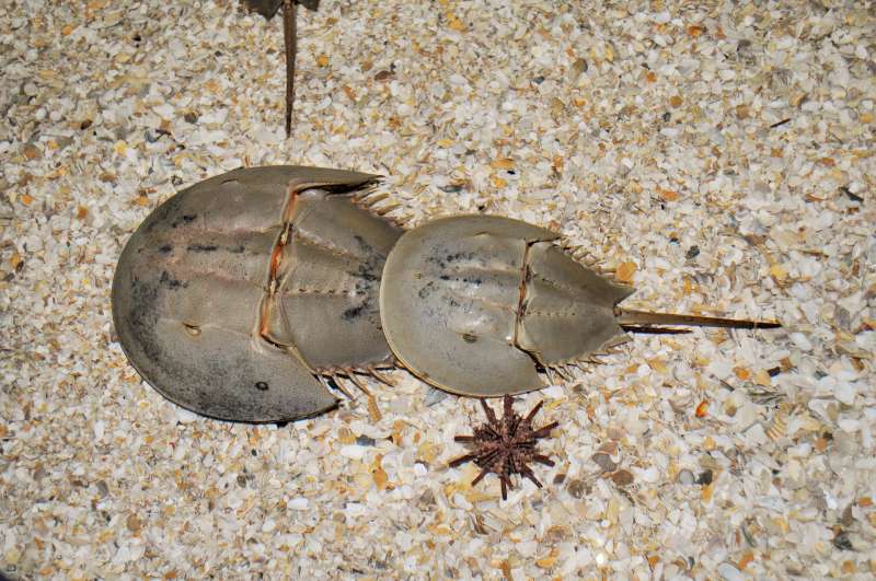 horseshoe-crab-1438431_1920.jpg horseshoe-crab-1438431_1920.jpg