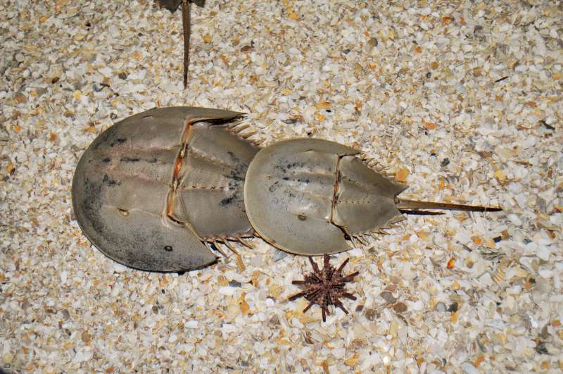 horseshoe-crab-1438431_1920.jpg