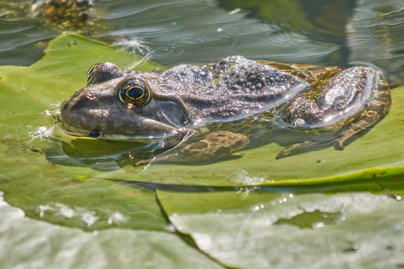 amphibian-2335385_1920.jpg amphibian-2335385_1920.jpg