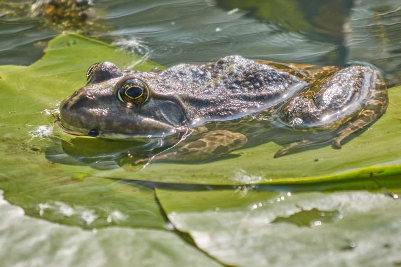 amphibian-2335385_1920.jpg