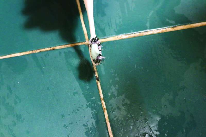 2. 將牙膏擠到牙刷上。(圖/尖端提供) 2. 將牙膏擠到牙刷上。(圖/尖端提供)
