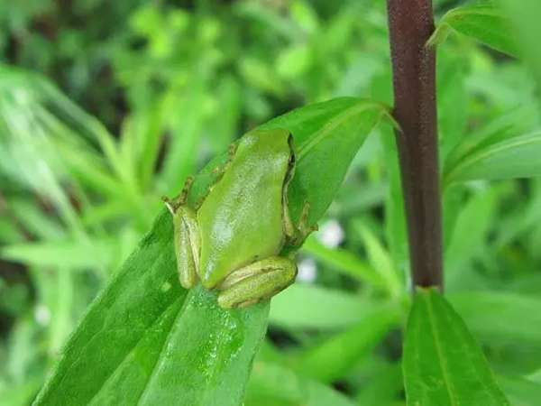日本雨蛙本尊,仔細看它的趾前端是有吸盤的哦。(圖/http://chigaku.ed.gifu-u.ac.jp/chigakuhp/) 日本雨蛙本尊,仔細看它的趾前端是有吸盤的哦。(圖/http://chigaku.ed.gifu-u.ac.jp/chigakuhp/)