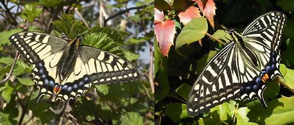 左:金鳳蝶,右:柑橘鳳蝶(註意前翅內側花紋)。(圖/http://www.insects.jp/kon-tyoageha.htm) 左:金鳳蝶,右:柑橘鳳蝶(註意前翅內側花紋)。(圖/http://www.insects.jp/kon-tyoageha.htm)