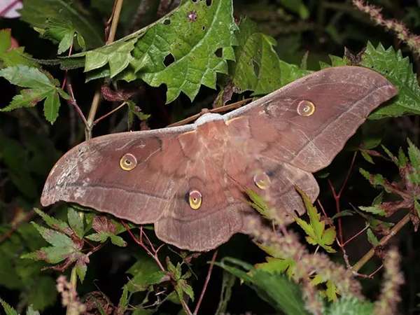 日本大蠶蛾本尊。(圖/http://www.insects.jp/kon-gayamamayu.htm) 日本大蠶蛾本尊。(圖/http://www.insects.jp/kon-gayamamayu.htm)