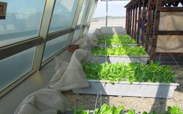在清水服務區二樓的屋頂廣場也創始引進「魚菜共生區」,將魚的排泄物轉化為水耕蔬菜植物的液態肥料,具有環保教育功能。(圖/清水服務區) 在清水服務區二樓的屋頂廣場也創始引進「魚菜共生區」,將魚的排泄物轉化為水耕蔬菜植物的液態肥料,具有環保教育功能。(圖/清水服務區)