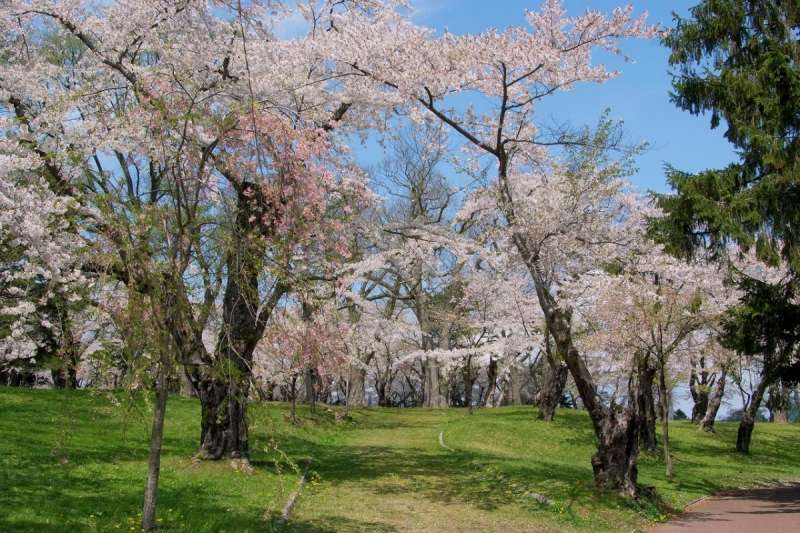 來不及在台灣賞櫻 機票訂下去 5月北海道還能看到粉櫻飛舞 6大賞櫻名所整理 Im电竞 Inplay Matrix