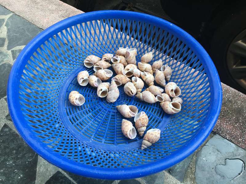 放在太陽下曝曬的貝殼,原來是陳大哥替寄居蟹準備的新家。(圖/鐘敏瑜攝) 放在太陽下曝曬的貝殼,原來是陳大哥替寄居蟹準備的新家。(圖/鐘敏瑜攝)