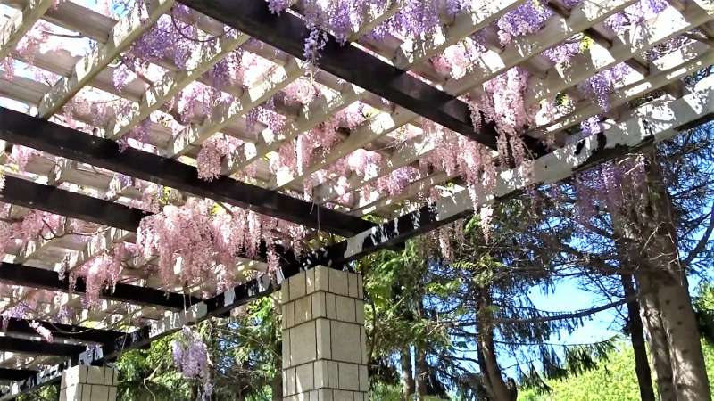 札幌前田森林公園不只擁有美麗的紫藤花,公園周圍更被森林環繞,是散步、休閒的好去處。(圖/翻攝自youtube) 札幌前田森林公園不只擁有美麗的紫藤花,公園周圍更被森林環繞,是散步、休閒的好去處。(圖/翻攝自youtube)
