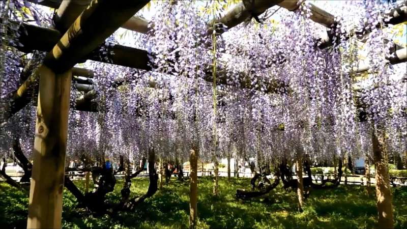 世界文化遺產之一的宇治平等院,裡面的紫藤花也是美不勝收。(圖/翻攝自youtube) 世界文化遺產之一的宇治平等院,裡面的紫藤花也是美不勝收。(圖/翻攝自youtube)