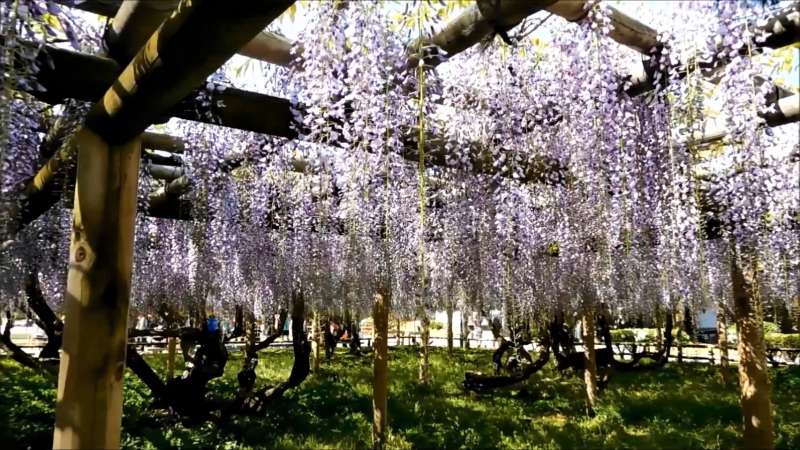 世界文化遺產之一的宇治平等院，裡面的紫藤花也是美不勝收。（圖／翻攝自youtube）