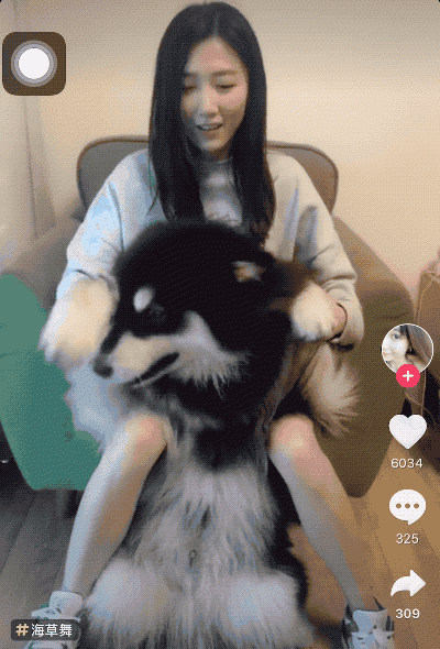 阿拉斯加犬跳海草舞。(圖/愛范兒提供) 阿拉斯加犬跳海草舞。(圖/愛范兒提供)