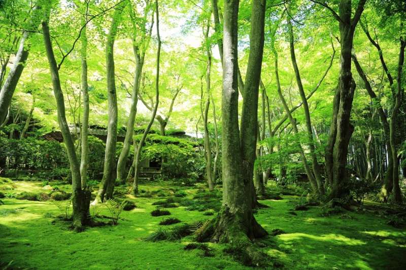 祇王寺,是非常適合療癒心靈的優美寺院。(圖/ZEKKEI Japan) 祇王寺,是非常適合療癒心靈的優美寺院。(圖/ZEKKEI Japan)