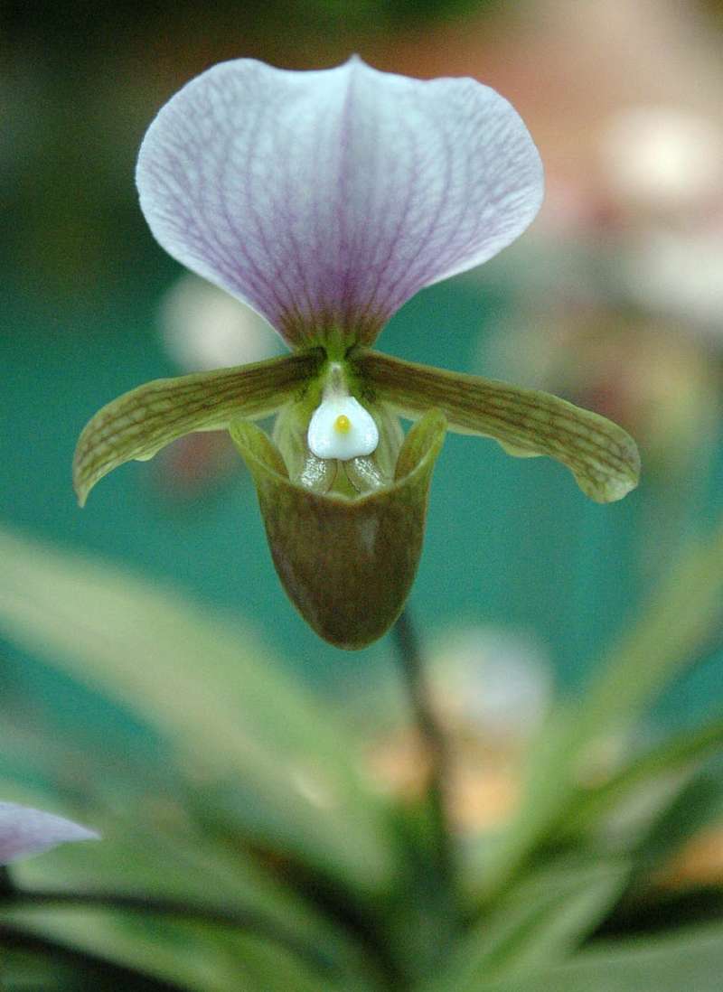 野生蘭花(新華社) 野生蘭花(新華社)