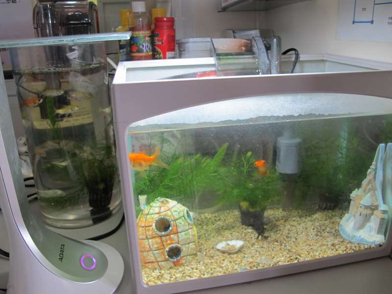 浩浩養的兩缸魚是他的新寵(圖/曹嘉真攝).jpg 浩浩養的兩缸魚是他的新寵(圖/曹嘉真攝).jpg