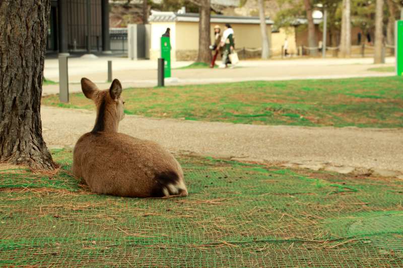 公園內休息的鹿。(圖/陳怡秀攝|想想論壇提供) 公園內休息的鹿。(圖/陳怡秀攝|想想論壇提供)