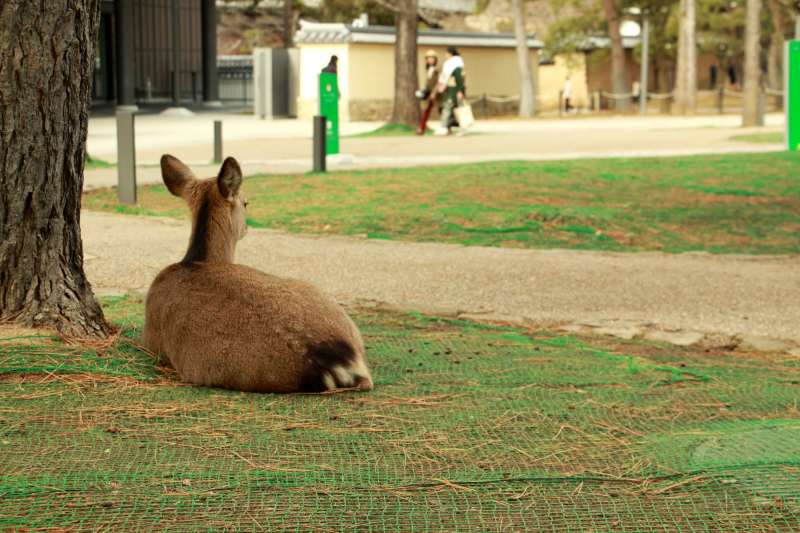 公園內休息的鹿。（圖／陳怡秀攝｜想想論壇提供）