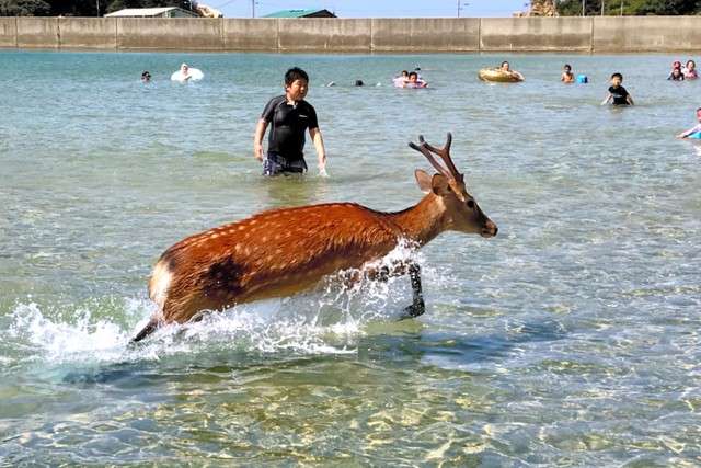 鹿突然出現在海水浴遊客面前並在海中漫步(圖/潮日本提供) 鹿突然出現在海水浴遊客面前並在海中漫步(圖/潮日本提供)