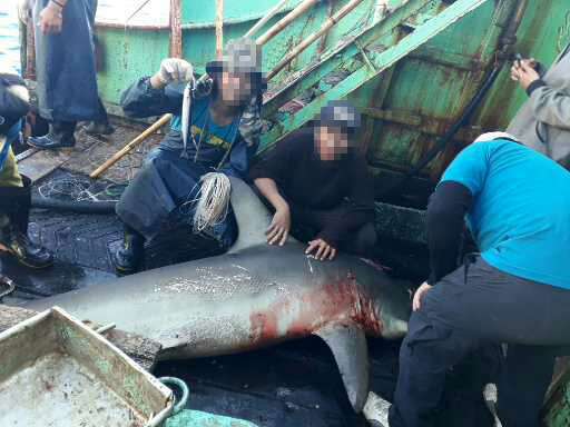 福甡11號印尼籍船員表示,曾在南大西洋捕獲鯊魚,把鰭割掉以後活生生地丟回海裡,做成「魚翅」賣掉,EJF表示,這已違反台灣相關法律。(環境正義基金會提供) 福甡11號印尼籍船員表示,曾在南大西洋捕獲鯊魚,把鰭割掉以後活生生地丟回海裡,做成「魚翅」賣掉,EJF表示,這已違反台灣相關法律。(環境正義基金會提供)