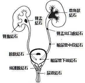 （圖片來源：國立臺灣大學醫學院附設醫院醫療體系全球資訊網，http://www.ntuh.gov.tw/default_SP.aspx）