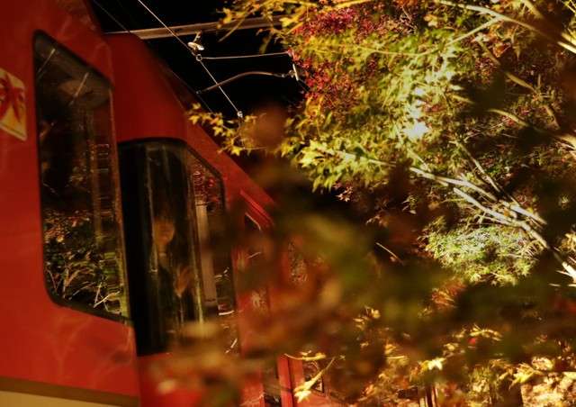 從車窗內眺望「紅葉隧道」的女性。(圖/潮日本) 從車窗內眺望「紅葉隧道」的女性。(圖/潮日本)