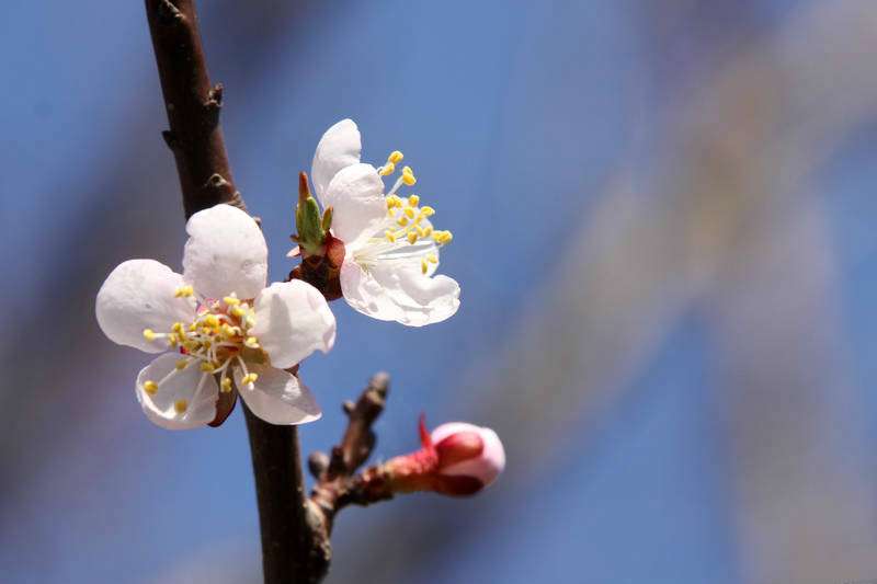杏花(圖/網路) 杏花(圖/網路)