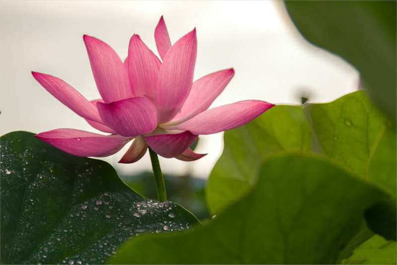 蓮花(圖/網路) 蓮花(圖/網路)