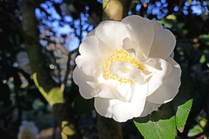 白山茶花(圖/網路) 白山茶花(圖/網路)