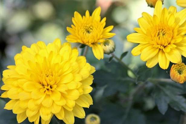 菊花(圖/網路) 菊花(圖/網路)