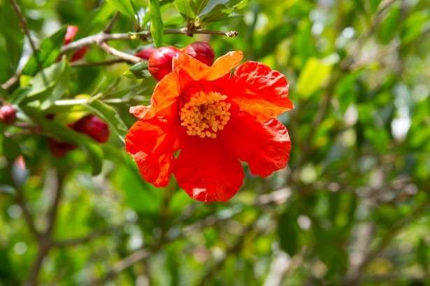 石榴花(圖/網路) 石榴花(圖/網路)
