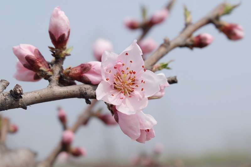 桃花（圖／網路）