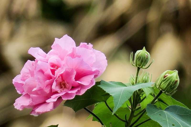 木芙蓉花(圖/網路) 木芙蓉花(圖/網路)