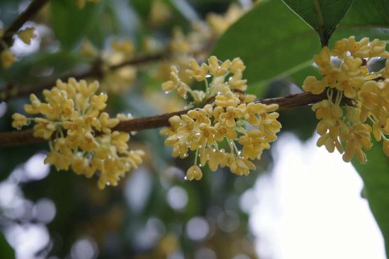 桂花(圖/網路) 桂花(圖/網路)