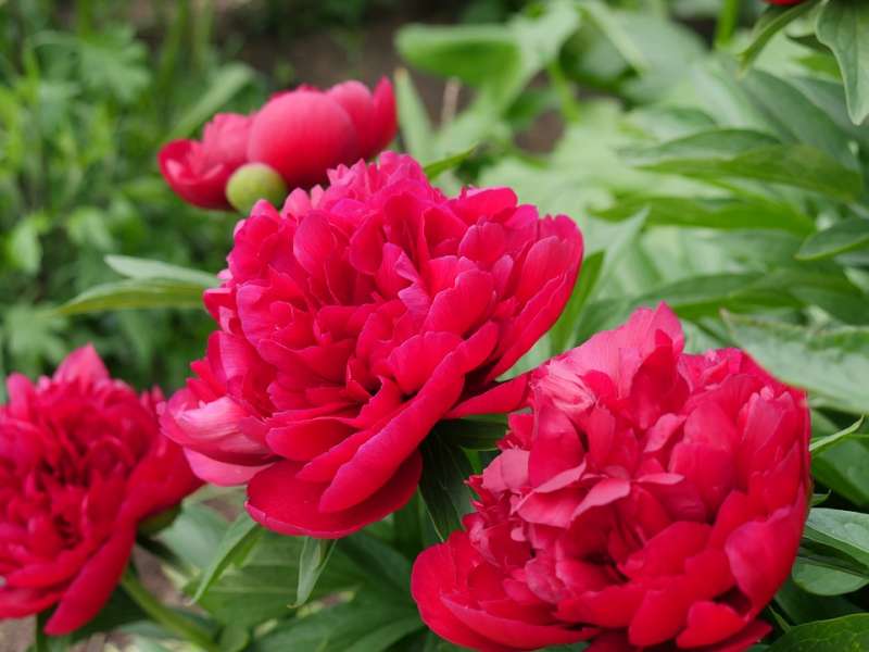牡丹花(圖/網路) 牡丹花(圖/網路)