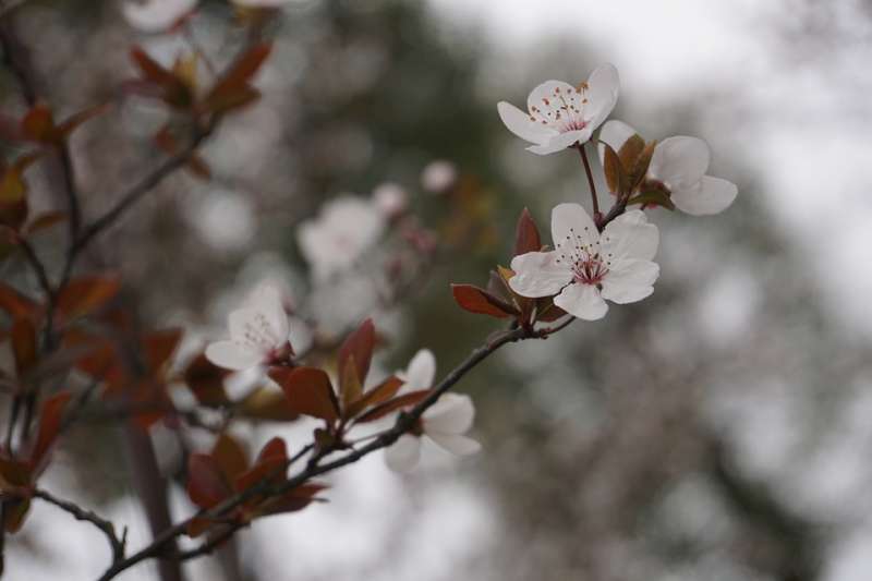 梅花(圖/網路) 梅花(圖/網路)