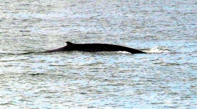 大型鯨魚現身瀨戶內海(圖/潮日本提供) 大型鯨魚現身瀨戶內海(圖/潮日本提供)