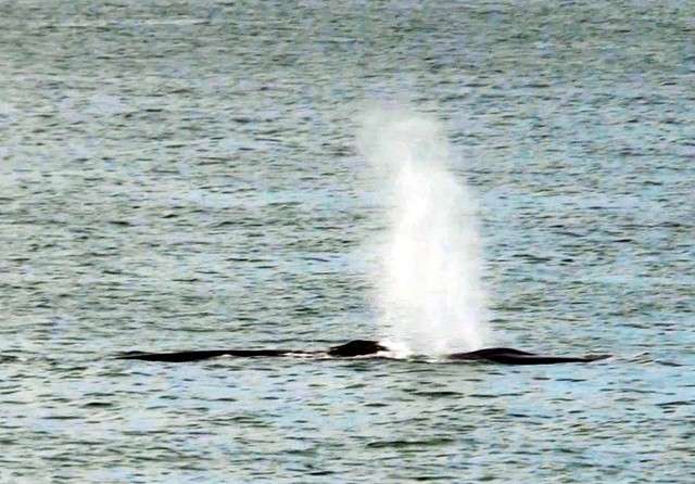 大型鯨魚現身瀨戶內海(圖/潮日本提供) 大型鯨魚現身瀨戶內海(圖/潮日本提供)