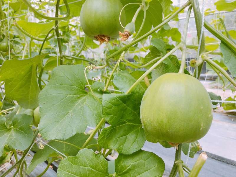 (圖/奧丁丁) (圖/奧丁丁)