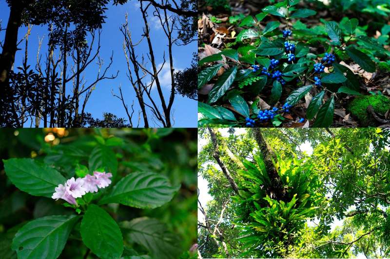 鐘萼木、雞屎木、大菁、鳥巢蕨…你認得出幾樣植物?(圖/李義章攝) 鐘萼木、雞屎木、大菁、鳥巢蕨…你認得出幾樣植物?(圖/李義章攝)
