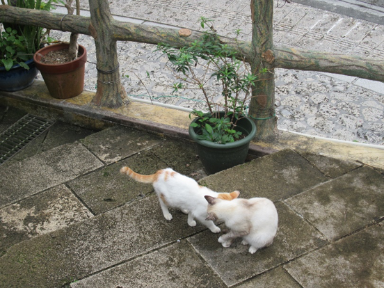 壺屋通玩耍的貓。(圖/秋禾攝影) 壺屋通玩耍的貓。(圖/秋禾攝影)