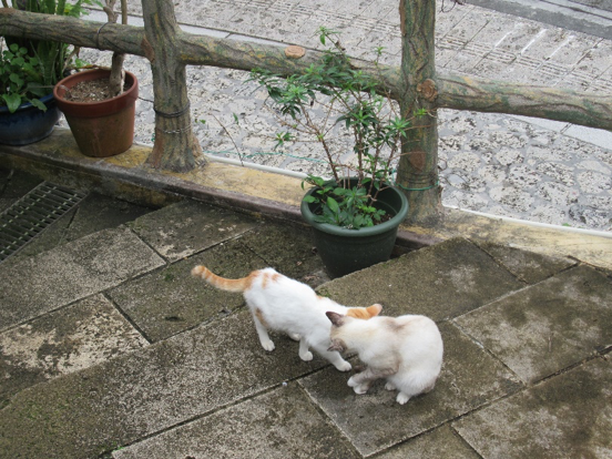 壺屋通玩耍的貓。（圖／秋禾攝影）