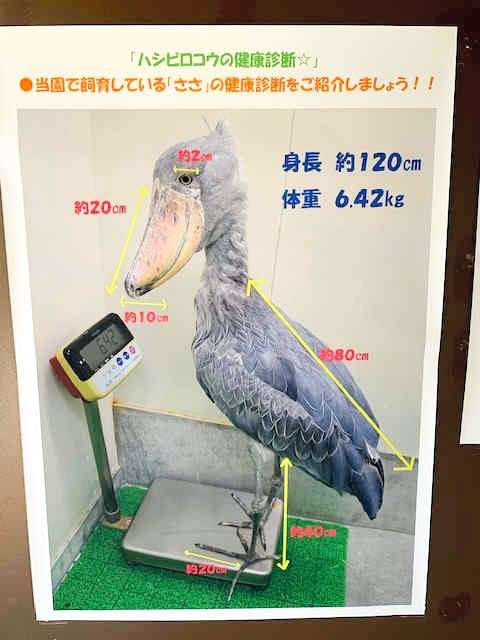「Sasa」的健檢內容介紹。(圖/潮日本提供) 「Sasa」的健檢內容介紹。(圖/潮日本提供)