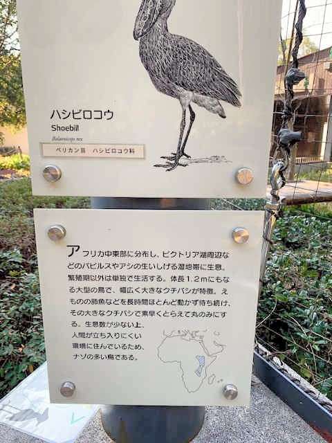 鯨頭鸛的介紹看板。(圖/潮日本提供) 鯨頭鸛的介紹看板。(圖/潮日本提供)