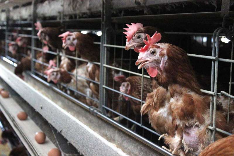 蛋種雞場疫苗出問題、影響400萬隻蛋雞,雛雞、中雞補不齊,只能靠場內「老母雞」苦撐下蛋。(攝影/林珮君) 蛋種雞場疫苗出問題、影響400萬隻蛋雞,雛雞、中雞補不齊,只能靠場內「老母雞」苦撐下蛋。(攝影/林珮君)