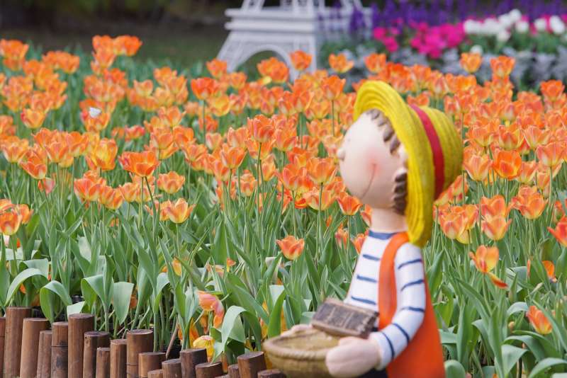 2019-02-27士林官邸鬱金香展出,時間從2月21日至3月3日,開展短短6日已經吸引超過14萬參觀人次(取自台北市政府) 2019-02-27士林官邸鬱金香展出,時間從2月21日至3月3日,開展短短6日已經吸引超過14萬參觀人次(取自台北市政府)